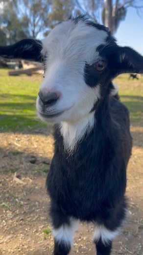 Check out all our friends in the animal nursery enjoying the sun!😍☀ | Billabong Ranch
