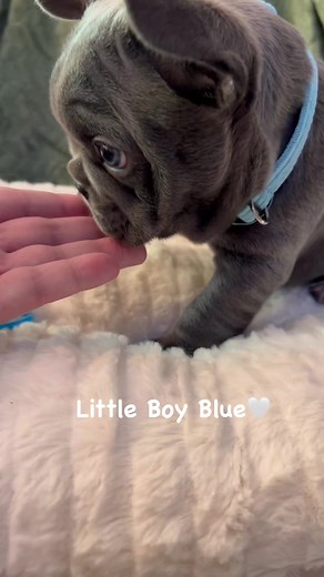 5.5K views · 222 reactions | Little Boy Blue is ready to roll & is a sweetheart! Edmond, OK. #frenchie #bluefrenchbulldog #bluedog #frenchbulldogpuppy #dogmomlife #dogmomma #dogdad #doglover #dogoftheday | Oklahoma French Bulldogs | Facebook