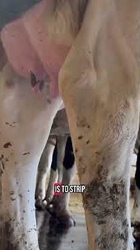 Inside the Milking Parlor | Start-to-Finish Dairy Cow Care