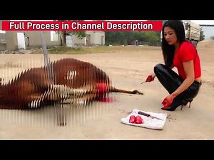 Bull Castration by Lady