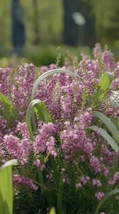 Écran verticale: Fleurs violettes de calluna : vidéo de stock (100 % libre de droit) 3797278585 | Shutterstock