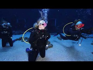SCUBA diving with whale sharks in the Georgia Aquarium 18 December 2021 3pm