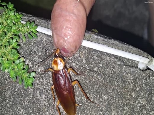 ​A giant cockroach is attacking the rooster in front of it.