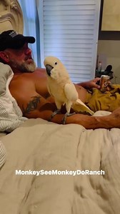 Preston the Cockatoo Bonds with His Favorite Person