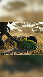 20K views · 491 reactions | In a serene grassy field, a man gently gathers leaves. His purpose? To heal a pregnant woman. A touching scene of nature's remedy and care. #Healing #Pregnancy #Nature #Kindness #Compassion | Sapien Cinema | Facebook