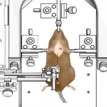 Video: Rodent Stereotaxic Surgery