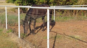 Mingo Native meeting his future pasture mates! | Thoroughbred Athletes