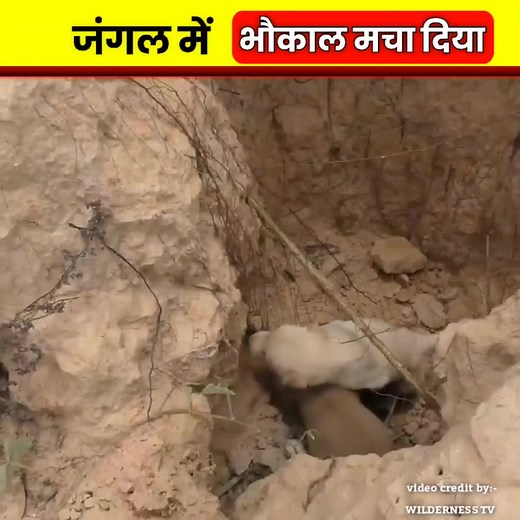 fact #facts #factsdaily #knowledge #didyouknow #factz #amazingfacts #factsoflife #dailyfacts #knowledgeispower #generalknowledge #instafacts #science #gk #interestingfacts #love #instagram #india #factoftheday #sciencefacts #truefacts | UP Wala gyan