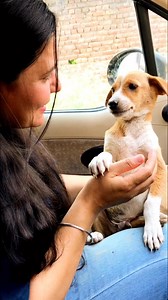 34K views · 2.1K reactions | Mumma Dawai mat pilaoo #puppy #puppies #puppylove #puppylovers #puppylife #dogmother #dogmom #dog #dogs #dogfood #doglife #doglover #doglovers #supportus #blessings #love #reels #viral #instareels #insta #instagram #fb #fbreels #fbreelsvideo #fbreelsfypシ゚viral | Bezubaanjaan1517 | Facebook