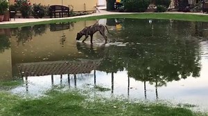 Stream Dane Granger online in english with subtitles in 2160 16:9