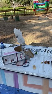 Brainy Birds - Parrot Rescue and Rehabilitation on Reels