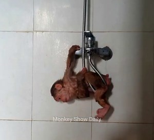 1.1K views · 52 reactions | Today so hot, CUTIS need bath, What happened with CUTIS when try to open the shower | Monkey Show Daily | Facebook