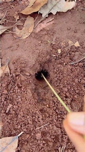 The process of using ants to repel farmland pests