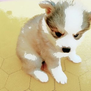 18 reactions | Puppies disponível Instagram. Pomsky wooly | Canil dos huskys & pomsky | Facebook