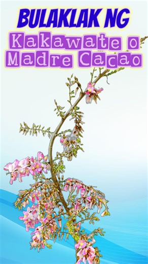 Bulaklak ng Kakawati or Madre De Cacao Tree #KabayangManny #Kakawati #MadreDe Cacao #Flower #KakawatiFlowers #MadreDeCacaoBlossoms #TreeFloralBeauty #NatureBlooms #BotanicalGems #MadreDeCacaoBlooms #FloralWonders #TreeBlossoms #GardenFlowers #TropicalFloralDisplay #MadreDeCacaoMagic #BotanicalDiscoveries #FloralAesthetics #TropicalGarden #TreeFloralBeauty #FloralParadise #MadreDeCacaoGarden #NatureInBloom #BotanicalBeauty #FloralSpectacle | Kabayang Manny