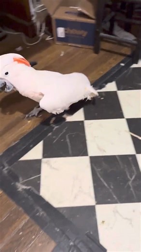 6.9K views · 404 reactions | Just got back from our trip and Misha decided to give me the full Moluccan cockatoo welcome home - complete with a rant in his very own bird language! 列 He's got opinions about unpacking, and he's not afraid to share them. Tried to bribe him with peppers, but even that couldn't stop his adorable tirade. Anyone else have a drama king at home? #CockatooLife #HomecomingDrama #MoluccanMadness #CockatooTellsAll | The Birdy Babe | Facebook