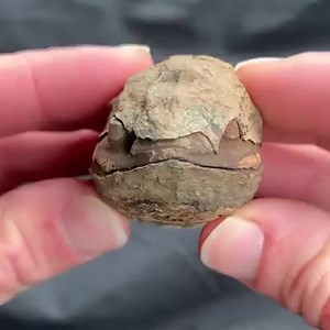 7.9K views · 177 reactions | Trilobite fossil approksimeately 400 million years old | Beauty of History and Archaeology | Facebook