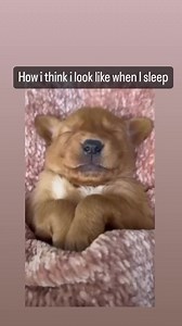 so much for self and external perception 😂 | Daily Animal Funnies