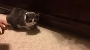 2.8K views · 95 reactions | World's smoothest cat burglar! | Best Vines | Facebook