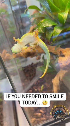 If you want to always come home to a smiling face after a hard day at work, get yourself a giant day gecko. They always look so happy to see you with their smiles! 😃 Do any of you guys already have one? 🦎 #pets #smile #moodbooster #happy #happyday #gecko #lizard #cutepets #cute | The Tye-Dyed Iguana