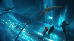 Saturday snackin' 🦈 #DidYouKnow our Sleep in the Deep program is back? Learn more about slumbering with the sharks at aquarium.org/sleepovers 🌊 #topeshark #sharkfeed #oregon #oregoncoast #oregoncoastaquarium | Oregon Coast Aquarium