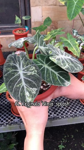 #alokacianinjasplash Marketplace by request More plant, please contact our bio 😊 🌿happy shopping🌿 #alocasia #alocasialover #alocasiavariegated #alocasiavarigata #alocasiaindonesia | habituasiplant.id