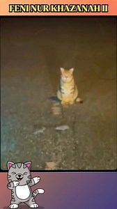 20K views · 407 reactions | Kucing nonton tikus ribut.. #kucing #kucinglucu #pecintahewan #hewanlucu #pecintakucing #reels #kucingoren #kucingpersia #reelsviral #viral #kucingviral #pecintakucing #kucingcomel #kucinggemoy | Feni Nur Khazanah II | Facebook