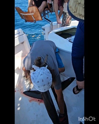 3.6K views · 14 reactions | Fat pregnant Dusky Shark tagged and released! #sharkhuntingtours #chartersdaily #sharkking | Mark the Shark's Monster Fishing Charters | Facebook