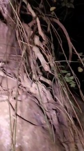 29 reactions | Watch this full video | Ghost Catch 2 | Facebook