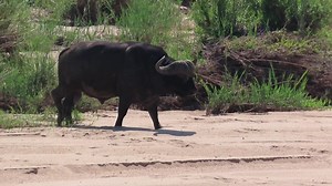 769K views · 5.6K reactions | Buffalo bull walking the sands of the river bed #reelsvideo #nature #viral #reels #reelsfb #reelsviral #viralpage #video #africa #Amazing #life #Wow #wildlife #travel #trending #trend #viral | African Bush Kingdom | Facebook