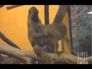 Monkey Gets His Nuts Cracked