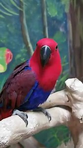 🐥Eclectus parrot (female) ‼️OFFER‼️FREE CAGE‼️ We have a stunning eclectus female parrot in stock. Born 2019 Eclectus parrots are beautiful birds. Very quiet and affectionate to most! This one needs a little bit more time spent with it so were reducing the price by GIVING AWAY A FREE CAGE WORTH £299.99 when you buy the bird!! Free build and delivery at cost price :) | Jungle pets