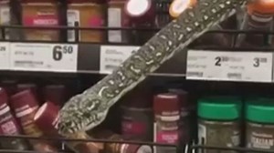 Python found in spice rack