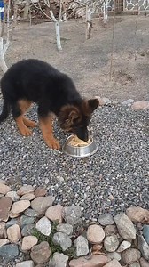 What a beauty! 😍😍😍 #germanshepherd #germanshepherdsofinstagram #germanshepherdpuppy #germanshepherddog #tongueouttuesday #germanshepard #gsdpuppylove #germanshepards #axetribe #germanshepherdofig #germanshepherdsonline #germanshepherddaily #germanshepherdforever #duitseherder #duitseherdershond #duitseherdersvaninstagram #gsd #owczarekniemiecki #pastoraleman #pastoralemao #pastoretedesco #bergerallemand #gsdofinstagram #gsdlife #gsdlove #deutscherschäferhund #dsh #schäferhund #gsdcute #gsdoft