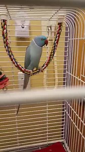 212 reactions · 132 shares | This is Ceri, an Indian Ringneck Parakeet with a great vocabulary. See if you can pick out the following phrases: "Pretty bird", "Whatcha doin, Ceri?" "Hey baby", "Meow meow", "What does a cat say?", "Heeey", "Huh?", and "Are you OK?" | Avian and Exotic Animal Care | Facebook