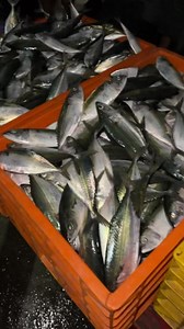 Mumbai Biggest Wholesale Fish Market of Maharashtra | Swati Khande