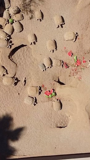 Nothing like watermelon on a hot Arizona summer day 🍉🐢 . Our several hundred Sulcata tortoises get a variety of different vegetables and fruits in their diet. This produce is donated to us by various local grocery stores and is fed out to them like this every other day! . What should feed them next? . #sulcata #tortoises #worldturtleday #hyperlapse #watermelon | Phoenix Herpetological Sanctuary