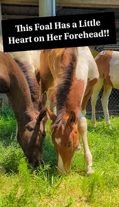 3.5K views · 109 reactions | Have You Ever Seen This Beautiful Marking on a Horse?!!  #chincoteaguepony #pony #horse #equestrian #chincoteague | Discoverthehorse | Facebook