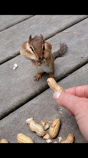 I didn't know if he was ever gonna take it LOL #chipmunkcam #chipmunk#cute#ontario#nature#fyp#peanut