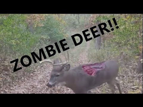 Shocking!! - Zombie Deer Caught on Camera!!