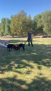 National Disaster Search Dog Foundation on Reels