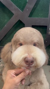 4.3K views · 274 reactions | This dog is gorgeous | Danny The Groomer | Facebook