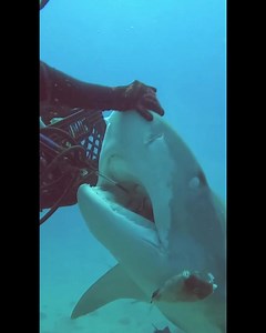 The tiger shark in this video is reacting to a fish head being offered. She feels the tip of a shaft for a speargun and it causes her to bit that at first.😱 📷@jschellenbergphoto | Scuba Diving Shop