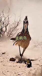 Tactical Runner: The Cuckoo | Old Iron Wildlife
