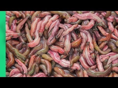 COOKING 1000 WORMS into a Pancake - WILD Vietnamese Street Food! (Chả Rươi)