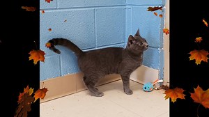 23 reactions · 18 shares | This is Mochie!!! She got to spend some time checking out the playroom this morning. She is available for adoption. She is a very sweet shy girl. Stop by the shelter and ask to visit with her. She is looking forward to getting to visit with you!!! | Humane Society of Warren County | Facebook