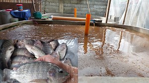 Feeding Tilapia in Biofloc after 10kg Harvest | Pinoy Palaboy