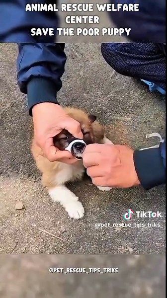 Petcare Tips and tricks on TikTok