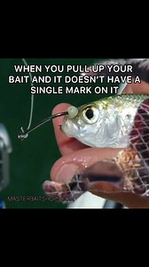 Master Bait Shops on Reels