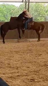 16 reactions | Perfect Partners Equine on Reels | Facebook